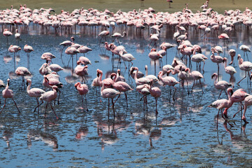 Pink Flamingos - Walvis Bay, Namibia, Africa
