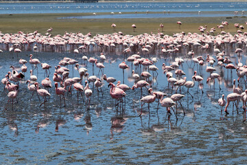 Fototapeta premium Pink Flamingos - Walvis Bay, Namibia, Africa
