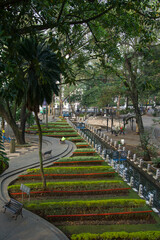 Green plants at city park
