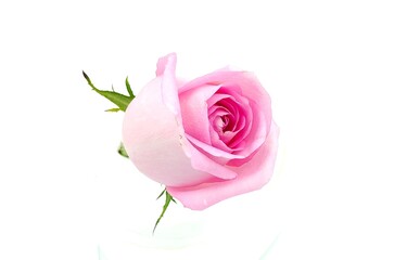 pink rose isolated on white