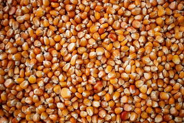 Enkir variety wheat seed texture. Compact pile of seeds on a plane, photographed from above. Golden seeds. Concept of agriculture, farmer, work, fields, life, nature, fruits of nature