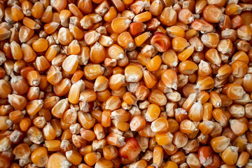 Enkir variety wheat seed texture. Compact pile of seeds on a plane, photographed from above. Golden seeds. Concept of agriculture, farmer, work, fields, life, nature, fruits of nature