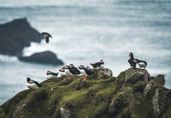 Atlantic Puffin or Common Puffin, Fratercula arctica, in flight on Mykines, Faroe Islands