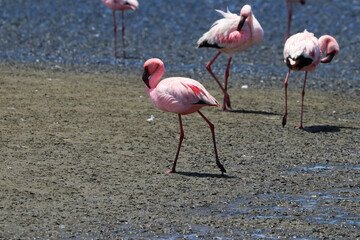 Pink Flamingos - Walvis Bay, Namibia, Africa