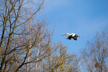 white stork in flight dramatic sky
