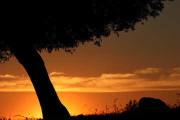 Fondo de puesta de sol con silueta de árboles y montaña