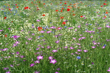 sommerliche Blumenwiese Kamille Kornrade Mohn Kornblume