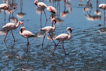 Pink Flamingos - Walvis Bay, Namibia, Africa