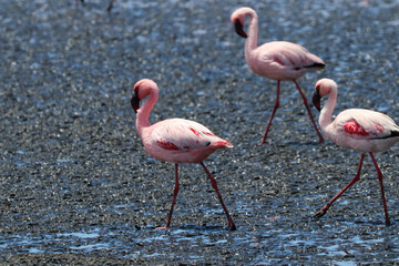 Pink Flamingos - Walvis Bay, Namibia, Africa