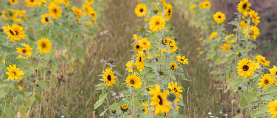 Young sunflowers grow in summer on the field. Yellow flowers and green leaves play in the sun. In the afternoon a blue cloudy sky before a thunderstorm.