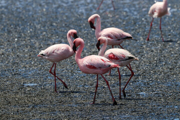 Pink Flamingos - Walvis Bay, Namibia, Africa