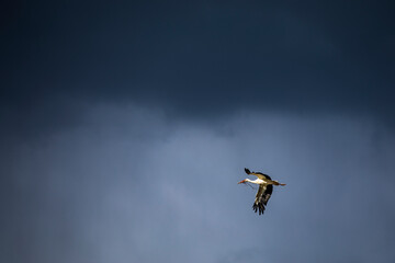 white stork in flight dramatic sky