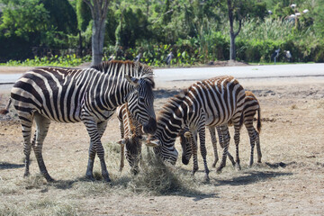 Fototapeta na wymiar The family burchell zebra is eatting in farm