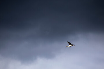 white stork in flight dramatic sky