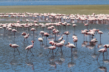 Pink Flamingos - Walvis Bay, Namibia, Africa © Christian