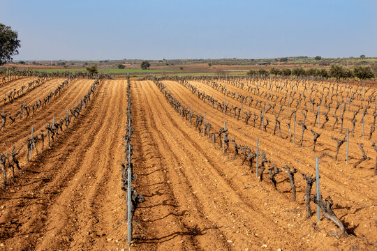 Vi&ntilde;edo mediterraneo de cepas altas de uva blanca