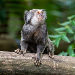 Close up of a Black-tufted marmoset, Atlantic Forest, Brazil