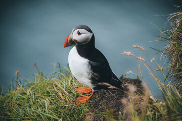 Naklejka premium Atlantic Puffin or Common Puffin, Fratercula arctica, in flight on Mykines, Faroe Islands