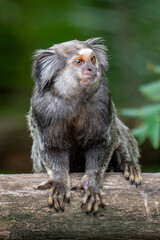 Close up of a Black-tufted marmoset, Atlantic Forest, Brazil