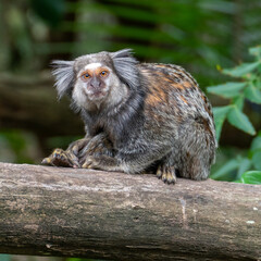Close up of a Black-tufted marmoset, Atlantic Forest, Brazil