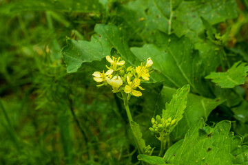 White and yellow fresh mustard or rape seed flowers plants