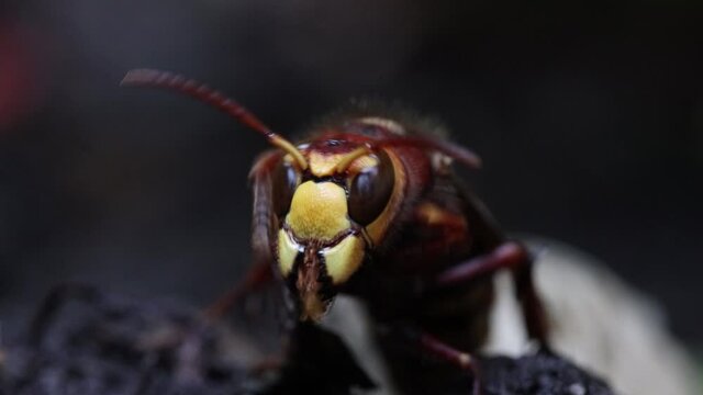 A hornet cleans himself when sits on a soil in the garden, close up.