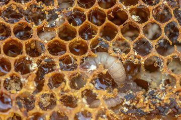 Waxworms, caterpillar larvae of wax moths, on damaged beeswax, frame with waxed wax moth.