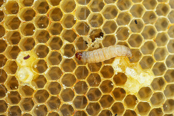Waxworms, caterpillar larvae of wax moths, on damaged beeswax, frame with waxed wax moth.