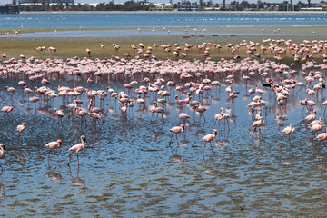 Fototapeta premium Pink Flamingos - Walvis Bay, Namibia, Africa
