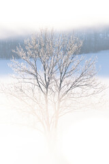 Fototapeta na wymiar Winternebel mit Baum
