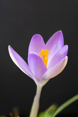 Fototapeta premium Krokus