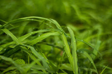 Grass leaves with dewdrops in the morning sunlight greenery plant