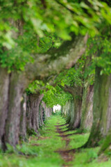 Waldbaden bringt Entspannung für Körper, Geist und Seele