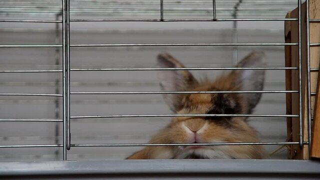 Dwarf rabbit in a cage bites a cage
