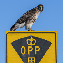 Red-tailed Hawk on OPP sign