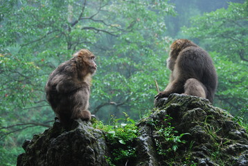 mother and baby mountain monkies over a rock in front of a forest