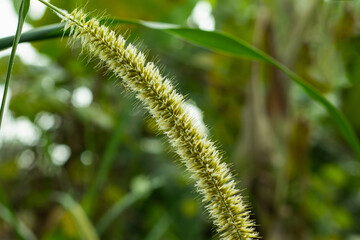 White grass catkin flowers with green or Hazel branch with catkins