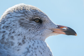 seagull gets a close up head shot on a cold winter day