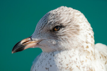 seagull gets a close up head shot on a cold winter day