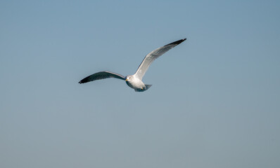 Obraz premium seagull soars with wings spread on a vibrant sunny day in winter