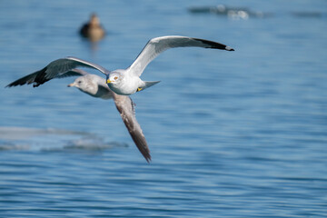 Fototapeta na wymiar seagull soars with wings spread on a vibrant sunny day in winter
