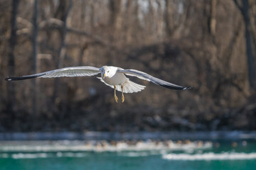 seagull soars with wings spread on a vibrant sunny day in winter