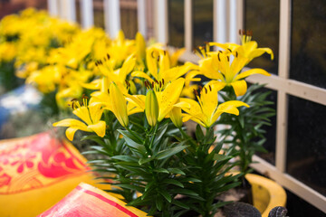Yellow lilies in the garden
