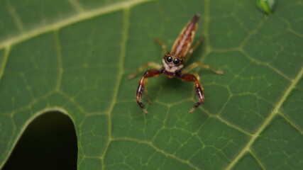 jumping spider on a leaf