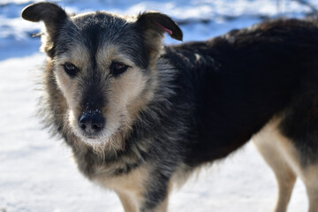 A sad homeless dog lying on the street in cold winter.