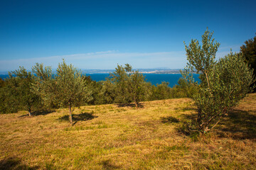 View of olive groove next to the Adriatic sea in Strunjan