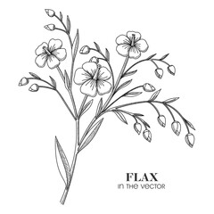 A SKETCH OF A FLAX BRANCH ON A WHITE BACKGROUND
