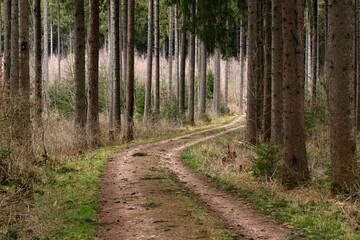 Dirt road in the forest among tall trees