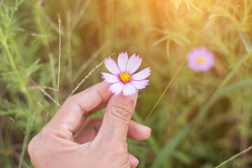 hand and cosmos flowers in the flower garden