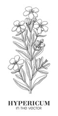 A SKETCH OF THE HYPERICUM ON A WHITE BACKGROUND